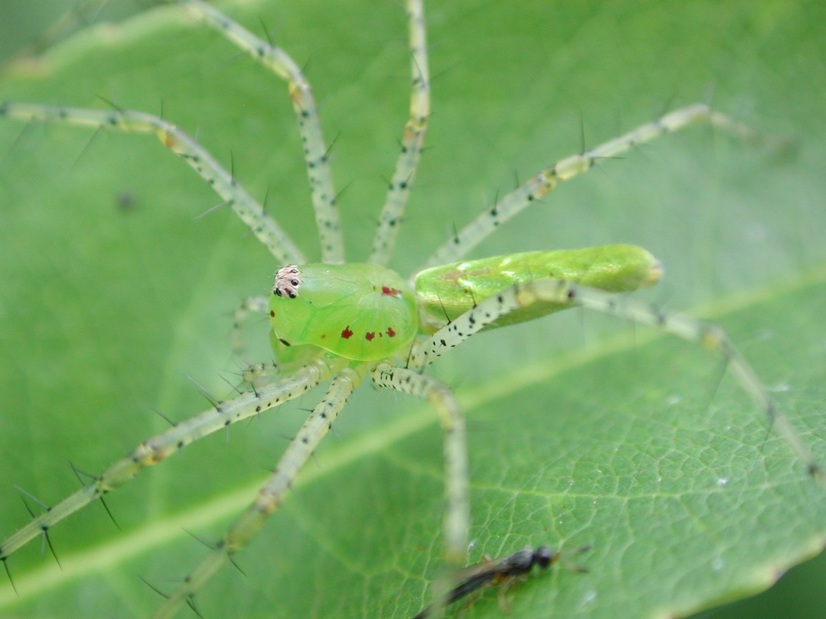 Green lynx spider = Frost and Fire by Cirith Ungol