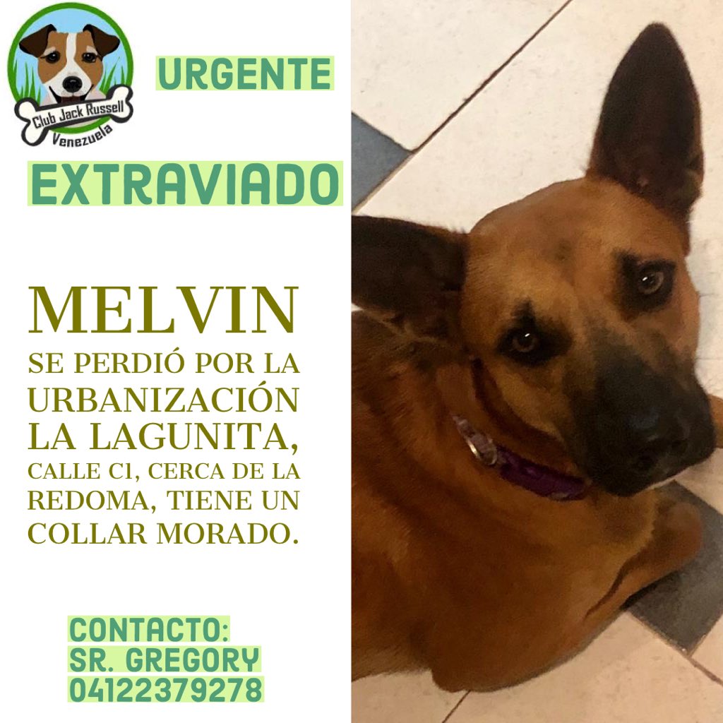 #CasodeTerceros Melvin está #Extraviado de la Urbanización #LaLagunita, en la calle C1,cerca de la redoma, macho con collar morado, contacto Sr. Gregory 04122379278