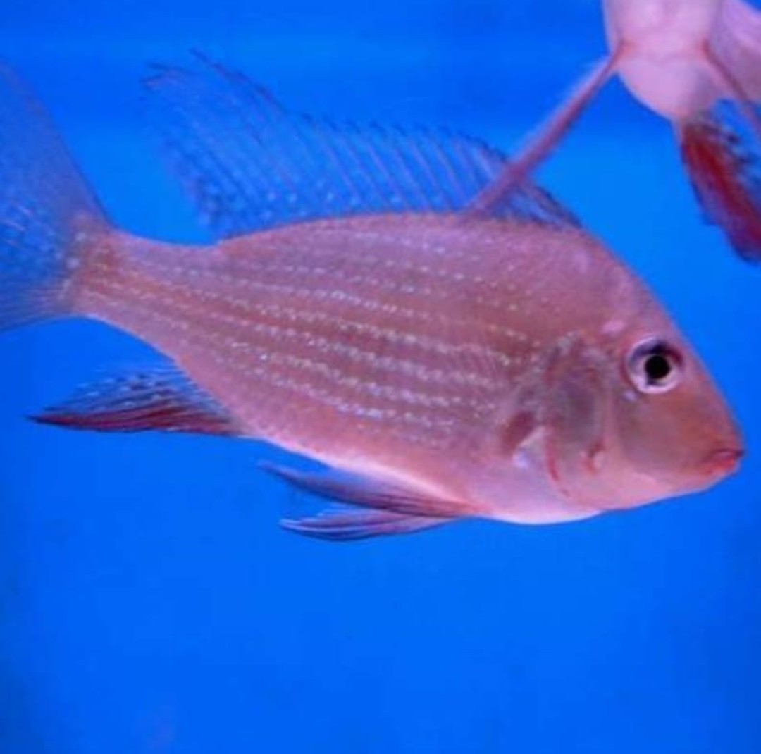 山水水族v Twitter 赤荔鳳冠 魚缸訂做 魚缸造景 魚缸 觀賞 觀賞魚 水族 熱帶魚 水族館 水族馆 水族箱 水族用品 水族用品店 賞魚 魚 種