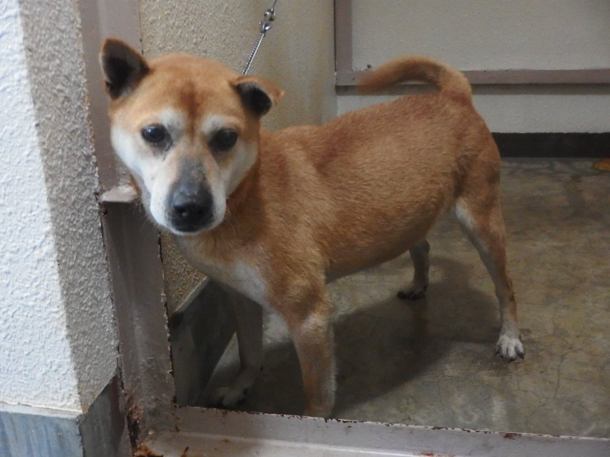 Japanesemichael Jackson בטוויטר 青森県動物愛護センター 迷子犬 レスキュー 性別 男 年齢推定 中齢 犬種 雑種犬 体格 中 毛色 茶白 保護月日場所 5 26 三戸郡五戸町 首輪なし 迷子犬 一時保護急募 里親急募 青森県 三戸郡 五戸町 雑種犬