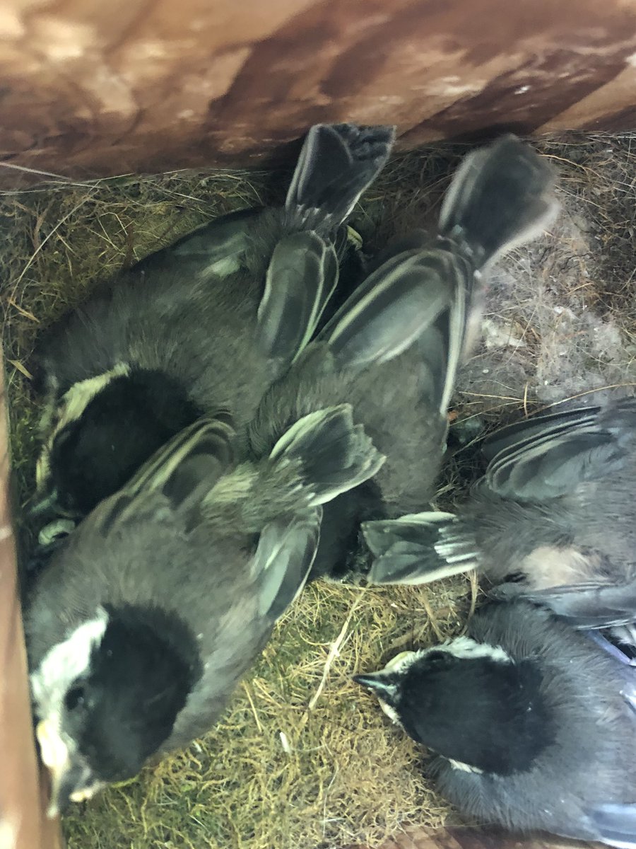 KiserClass's tweet image. So much cuteness! The baby chickadees should be fledging soon. #LearnByDoing #GotScience #ObserveNature