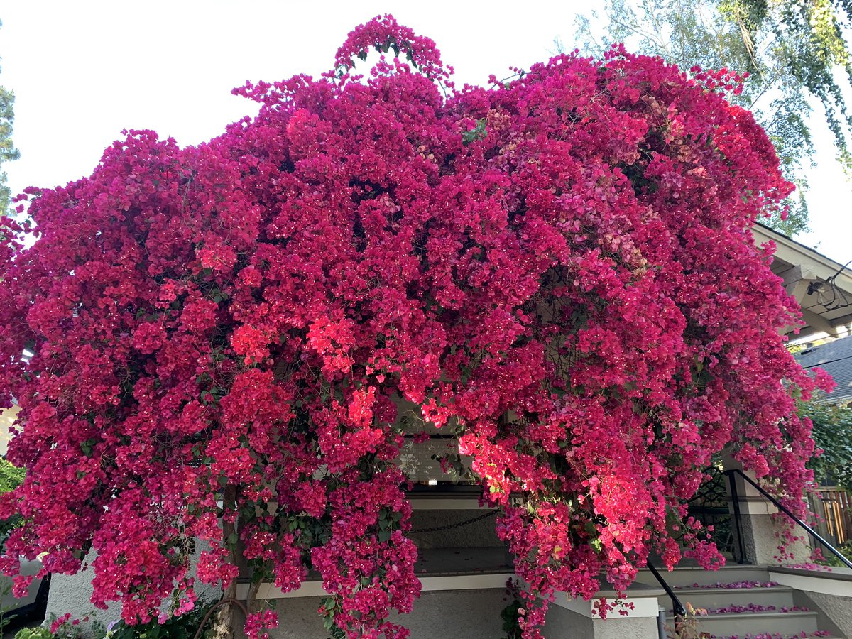 Huge red flowering tree