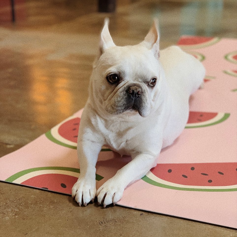 looking around the yoga studio to see if your friend *actually* made it to class this time... 👀

#foundmysolmat #yogadogs