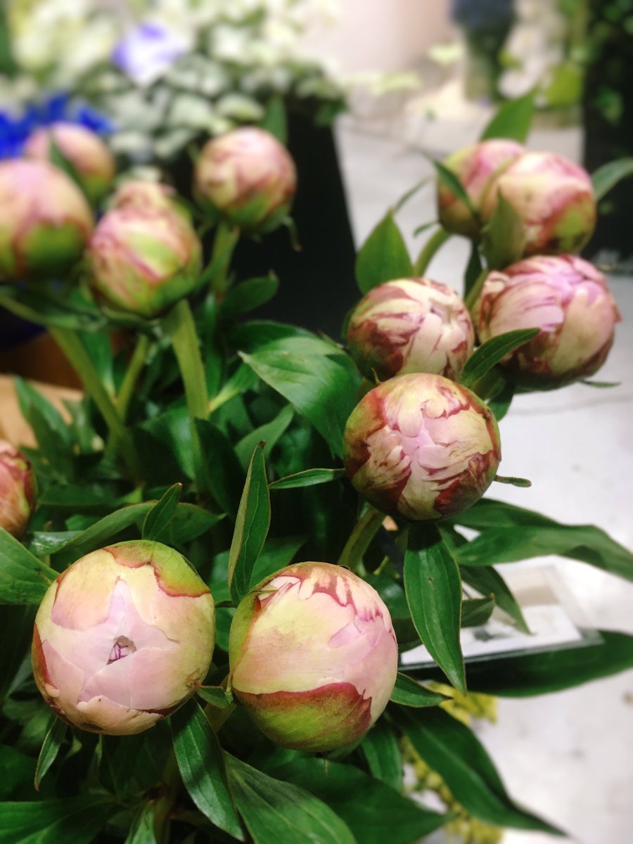 Mellodika Jungledub 芍薬の季節です 沢山種類がある中 思うに1番人気なのではないかと思います ザ シャクヤク の サラベル 香りも最高 ﾟ ﾟ まだ蕾なので咲いてきたらまたご紹介しましょう 立派に咲きますよ ๑ ๑ ピオニー サラベル