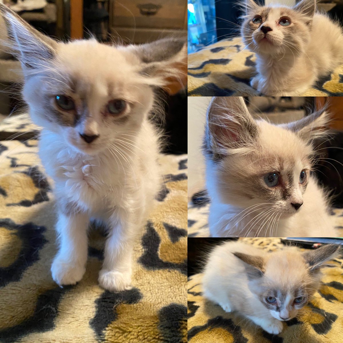 TwistedTailsRes's tweet photo. Little Miss Cottonball... does not like to pose for pics. Showing off the siamese side attitude. #siamesecat #kittensofinstagram #catitude #CatsOfTwitter https://t.co/f97Br5J790