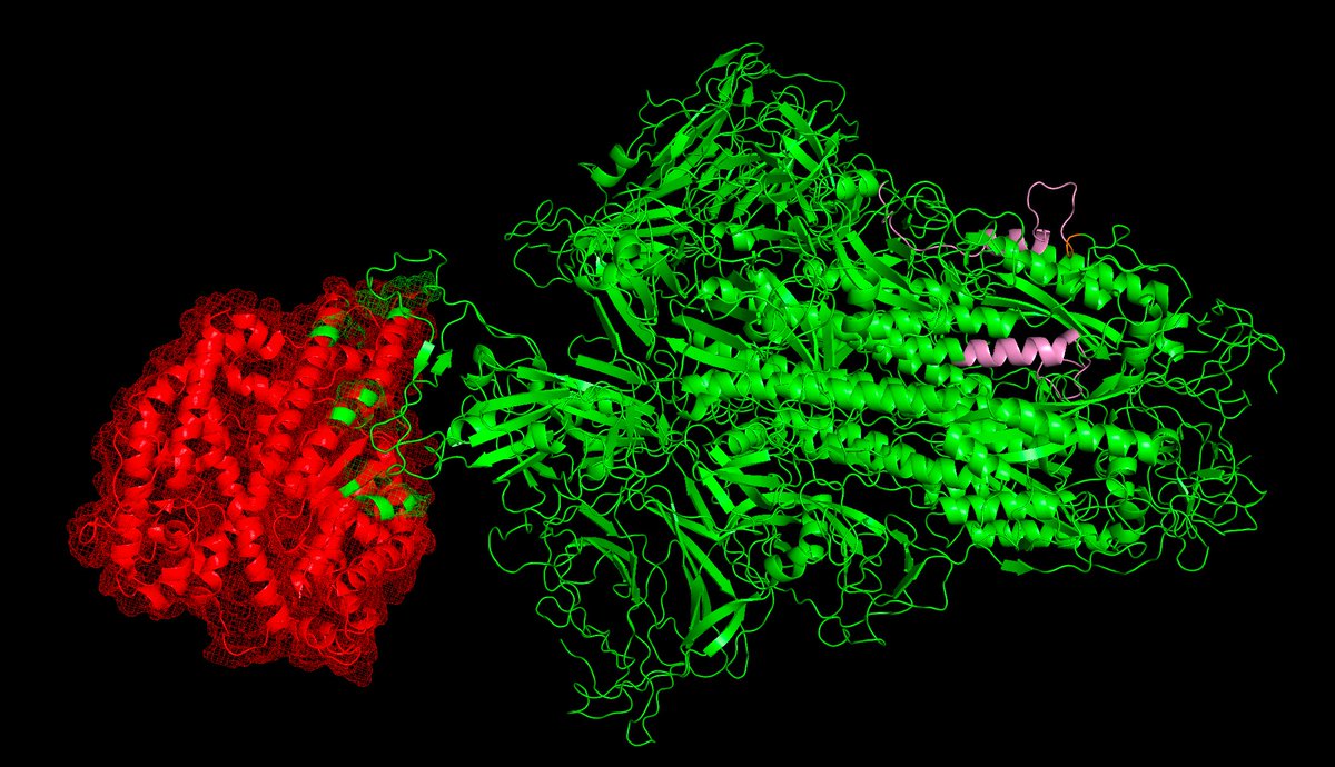 Here is the virus in "closed" (teal) and "open" (green) form. In "open" form, it binds to ACE2. ACE2 also blocks the ideal neutralizing antibody sites, and binds with extremely high, picomolar affinity (similar binding strength to many strongly binding antibodies).