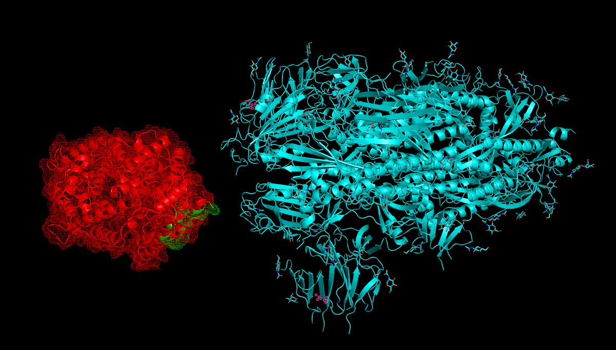 Here is the virus in "closed" (teal) and "open" (green) form. In "open" form, it binds to ACE2. ACE2 also blocks the ideal neutralizing antibody sites, and binds with extremely high, picomolar affinity (similar binding strength to many strongly binding antibodies).