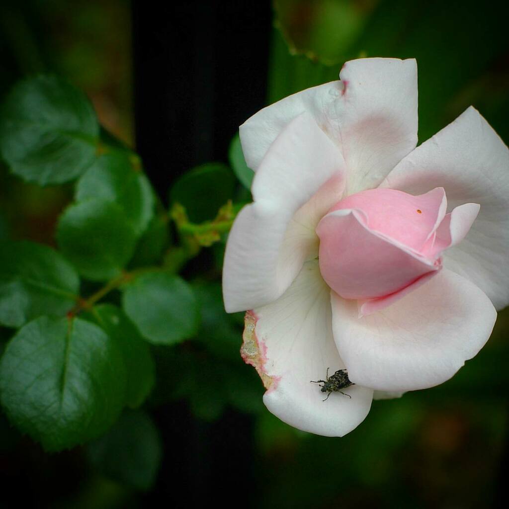 kikutaroid's tweet photo. 無題
#街歩き
#scene
#花 #flower
#植物 #plants
#虫 #insects
#路傍 #roadside
#pentax #pentaxistd #istd
#smc #smcpentaxf #pentaxf5014 #f5014 #singlefocuslens #aflens #oldlens
#retouched https://t.co/uitm1cr2T8 https://t.co/xxjp26gu0m