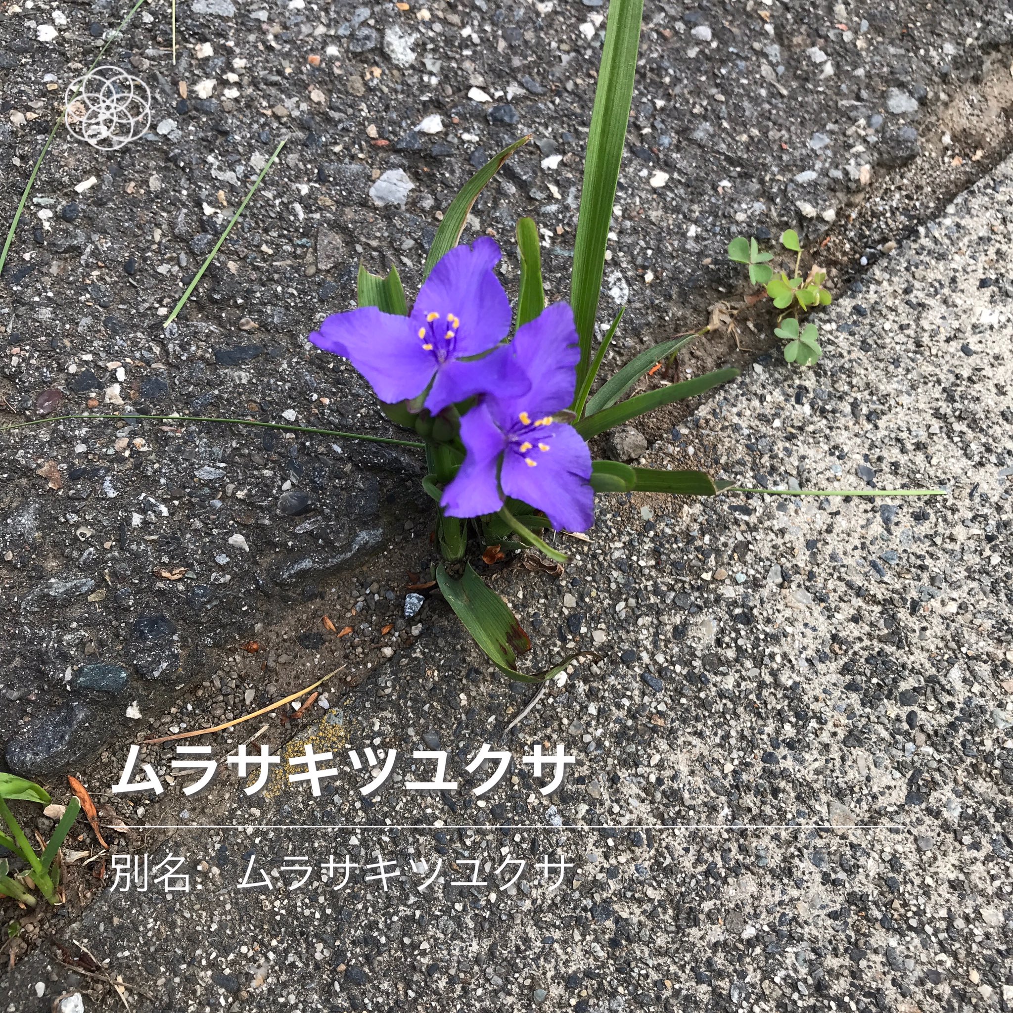 アスファルトに咲く花 Twitter