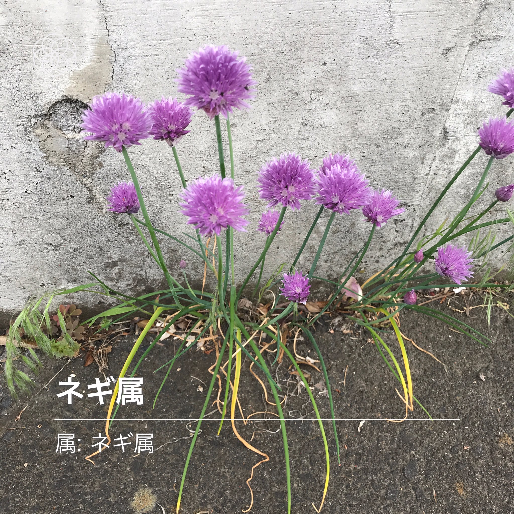 アスファルトに咲く花 Twitter