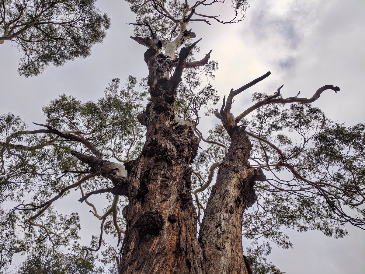 I acknoweldge that I live on the lands of the Peramangyk people. I pay my respects to elders past, present and emerging. #NRW2020 #NationalAcknowledgement #InThisTogether2020