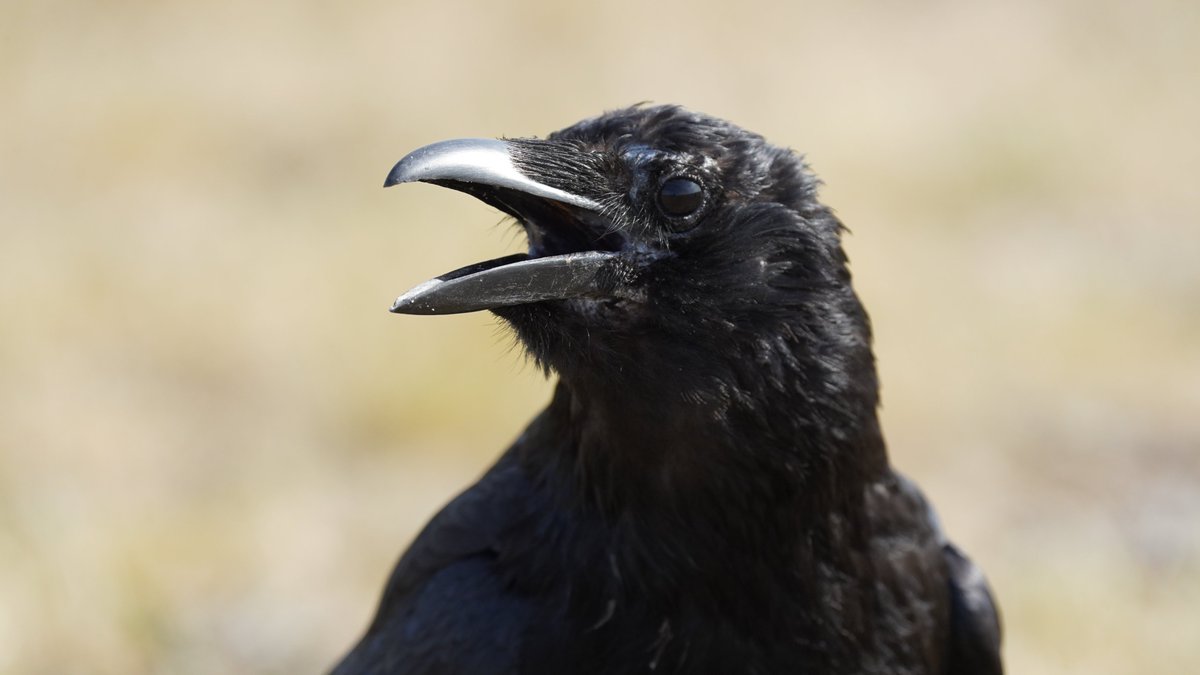 this other crow's a new regular, and is adorable, too