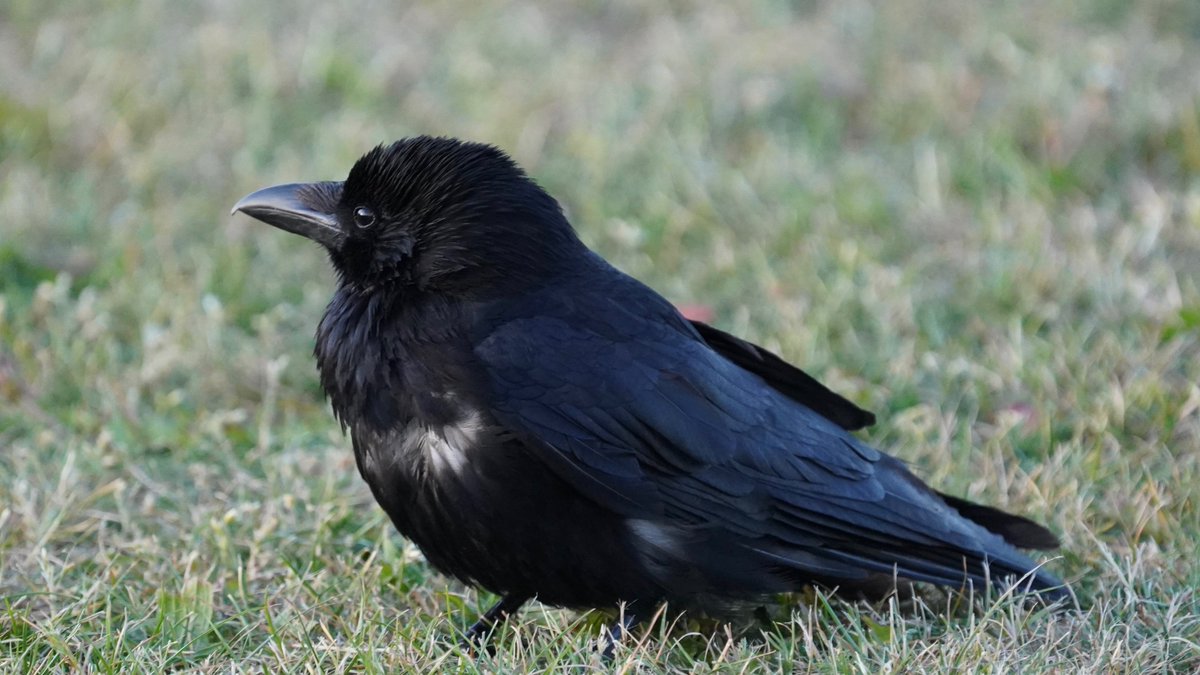 it's the most circular birb in the park