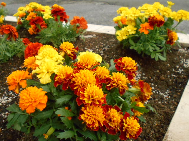 デイサービス ベル市原 ベルの花壇に新しいお花を植えました フレンチマリーゴールドという種類です 一つの株でいっぱい色が楽しめてかわいい 職員まゅ 購入先はlily Gardenさん T Co Mfey44yvfy デイサービス お花 花壇