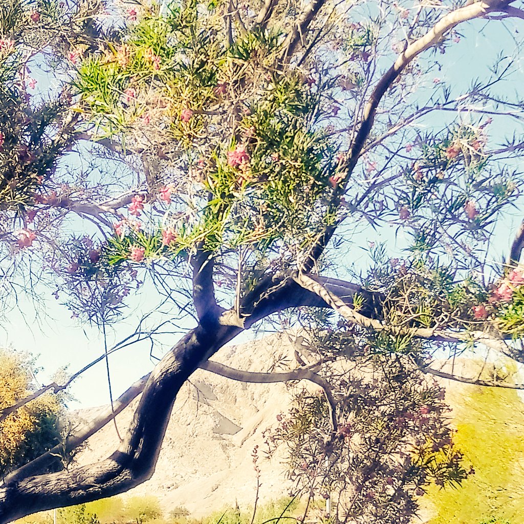 nadiaharper's tweet image. You can notice yourself relaxing more and more .. Can u .. Now
A little goes a long way .. When you think of it.
.
.
.
#NadiaNLP #Neurolinguisticprogramming #nlpblog #hypnosis #relax #peaceful #nature #hypnotherapy