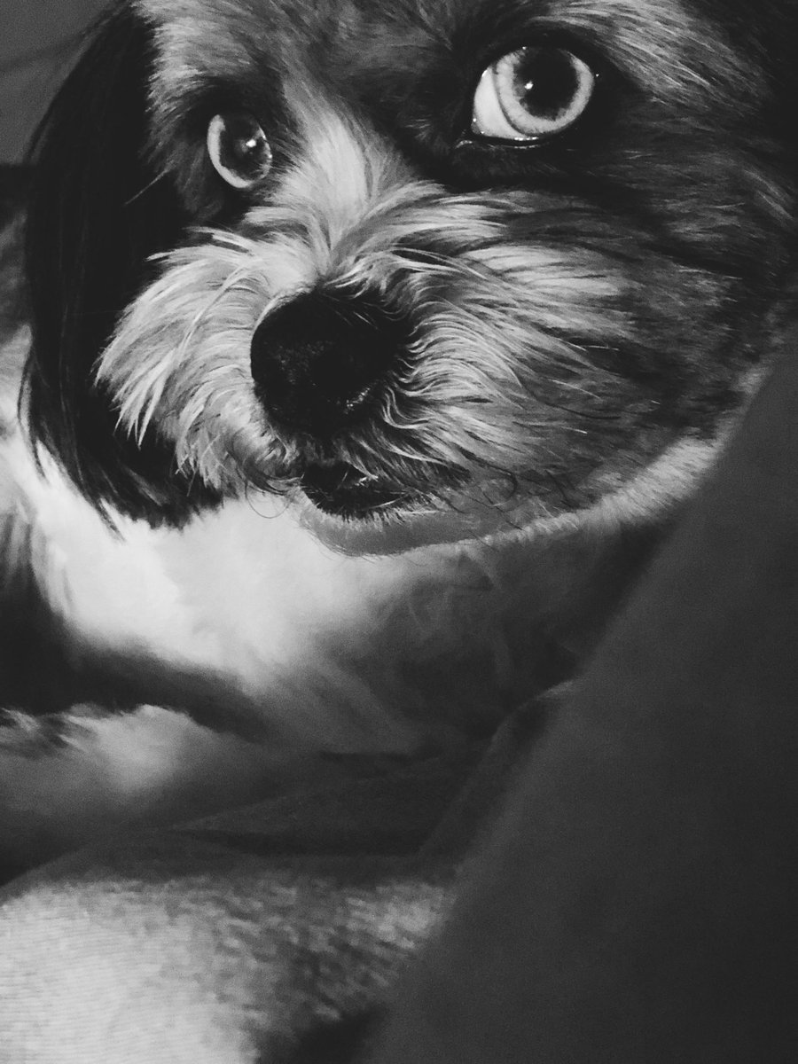 Laura Vandervoort Coates tweet media