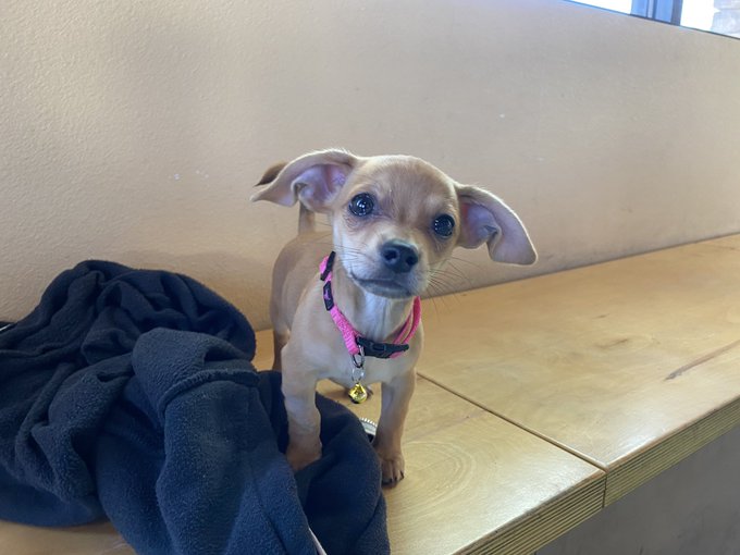 So I saw a pretty cool dog today. #DogsOfTwitter #DogsOfInstagram #Puppy 🐶 https://t.co/BHTNT7OZ5T<a href="/tag/dogsoftwitter"class="tags">#DogsOfTwitter</a><a href="/tag/puppy"class="tags"><span>#puppy</span></a><a href="/tag/dogsofinstagram"class="tags"><span>#dogsofinstagram</span></a>