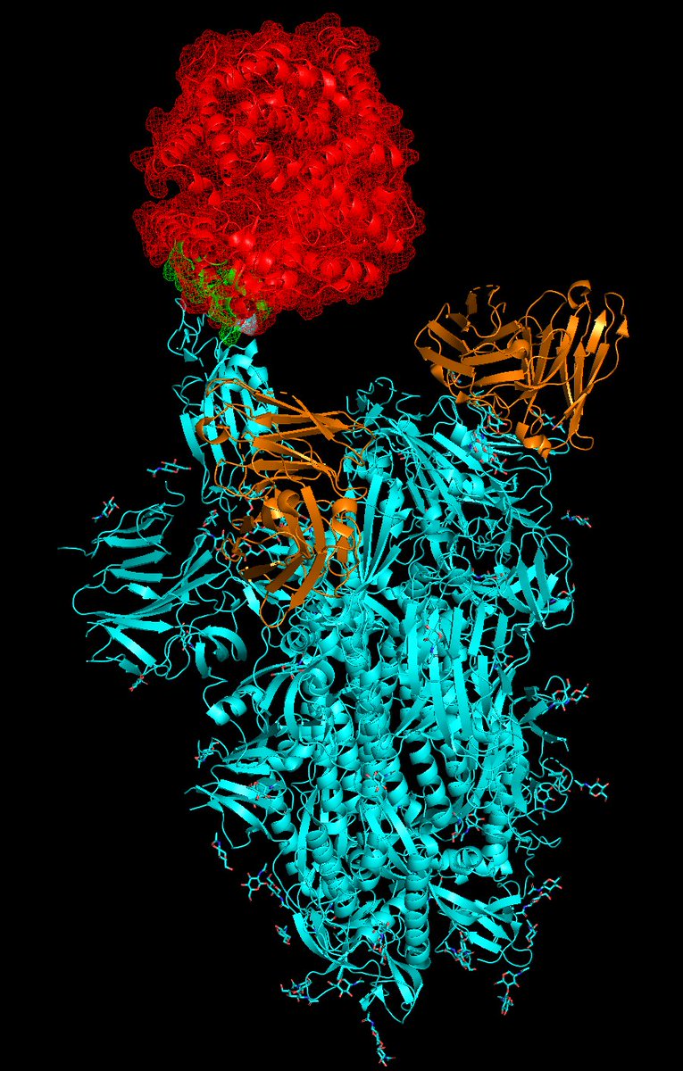 Here is PDB structure 6WPT, showing a truncated antibody (just the antigen-binding fragment, or Fab, in orange) bound to the spike protein (teal; with one of the trimers in "open" conformation), with the "open" conformation spike bound to ACE2 (red)