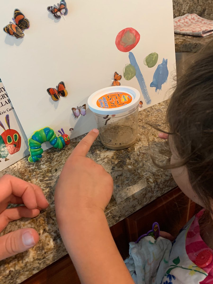 LizGoldstein6's tweet photo. Raising caterpillars!!!! https://t.co/tCdfvIQLRB
