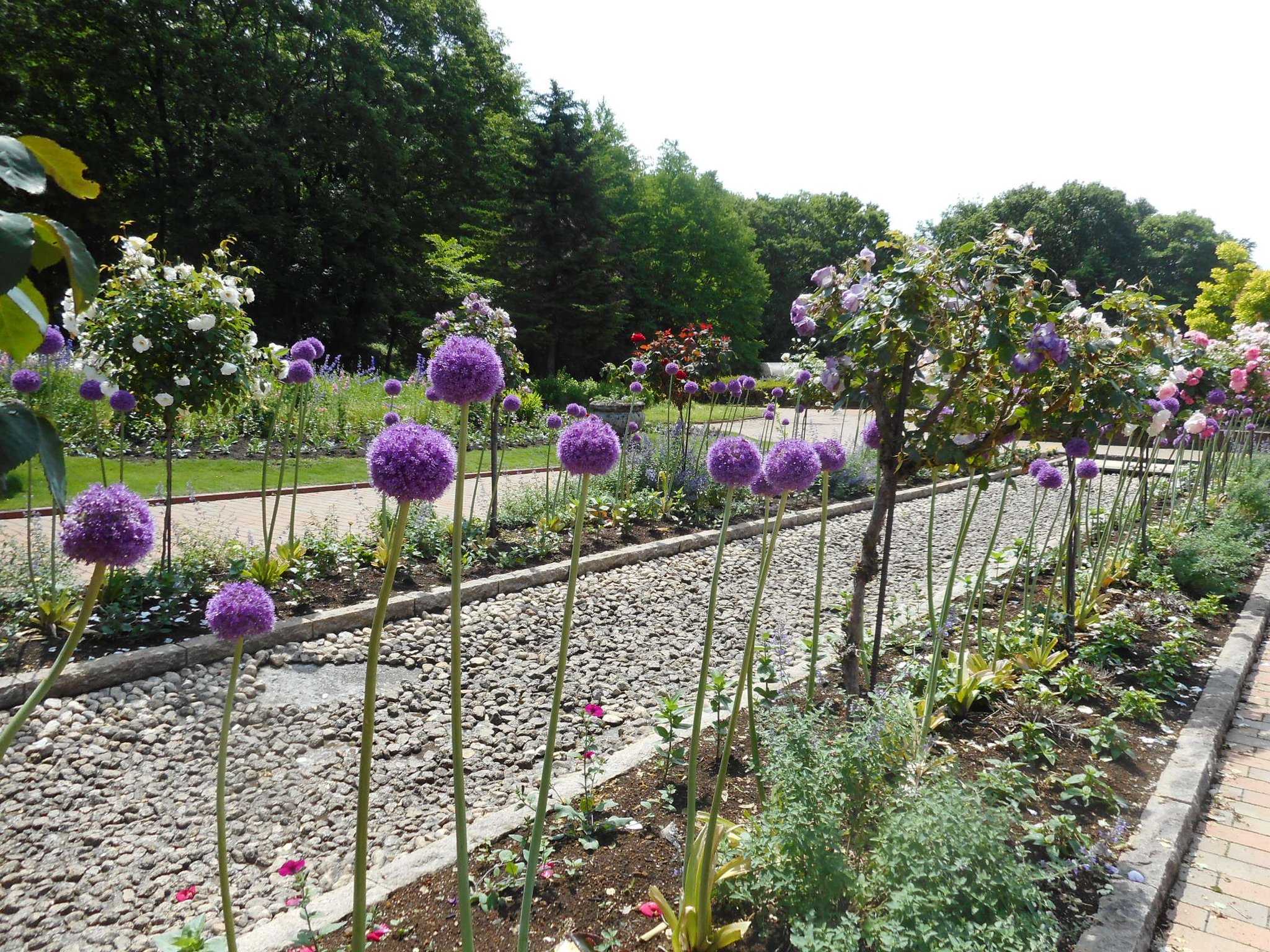 とちぎわんぱく公園 紫色の丸いボール状の花がかわいらしい アリウム ギガンチウム が見ごろを迎えています 直径10 18cmのネギ属の花で ギガンチウム は 巨大な という意味があります 散策の際は 夢花壇へ是非お