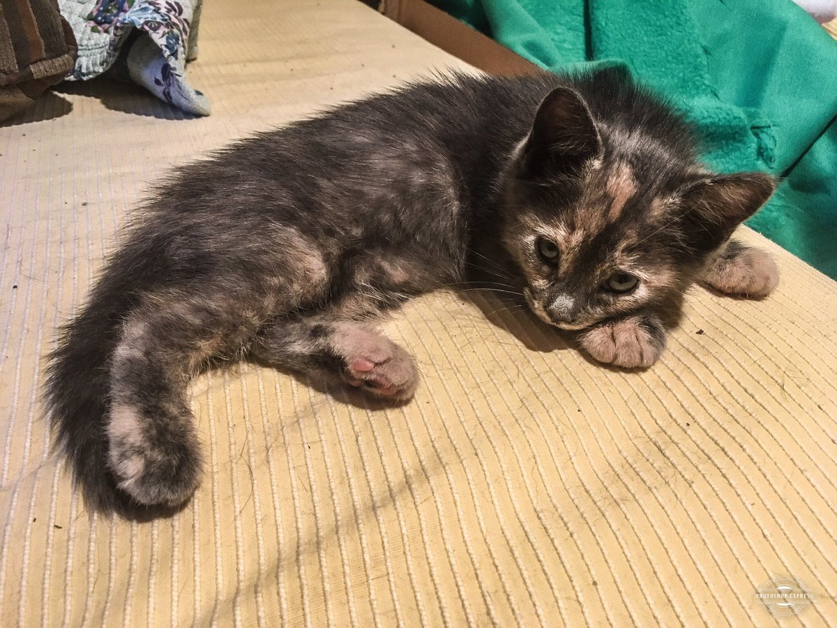 Greymantle's tweet photo. 🐯Our youngest girl Cali just turned 1 yr old. Last born of 4 newborns, just hours after #feral mom Nekko was rescued. She claimed me as “her human” as soon as she opened her eyes. Precocious, she was 1st to learn to climb out of the nest. Cuddly grey #DSH #tortie. #AdoptDontShop https://t.co/GyoaKfRjIi