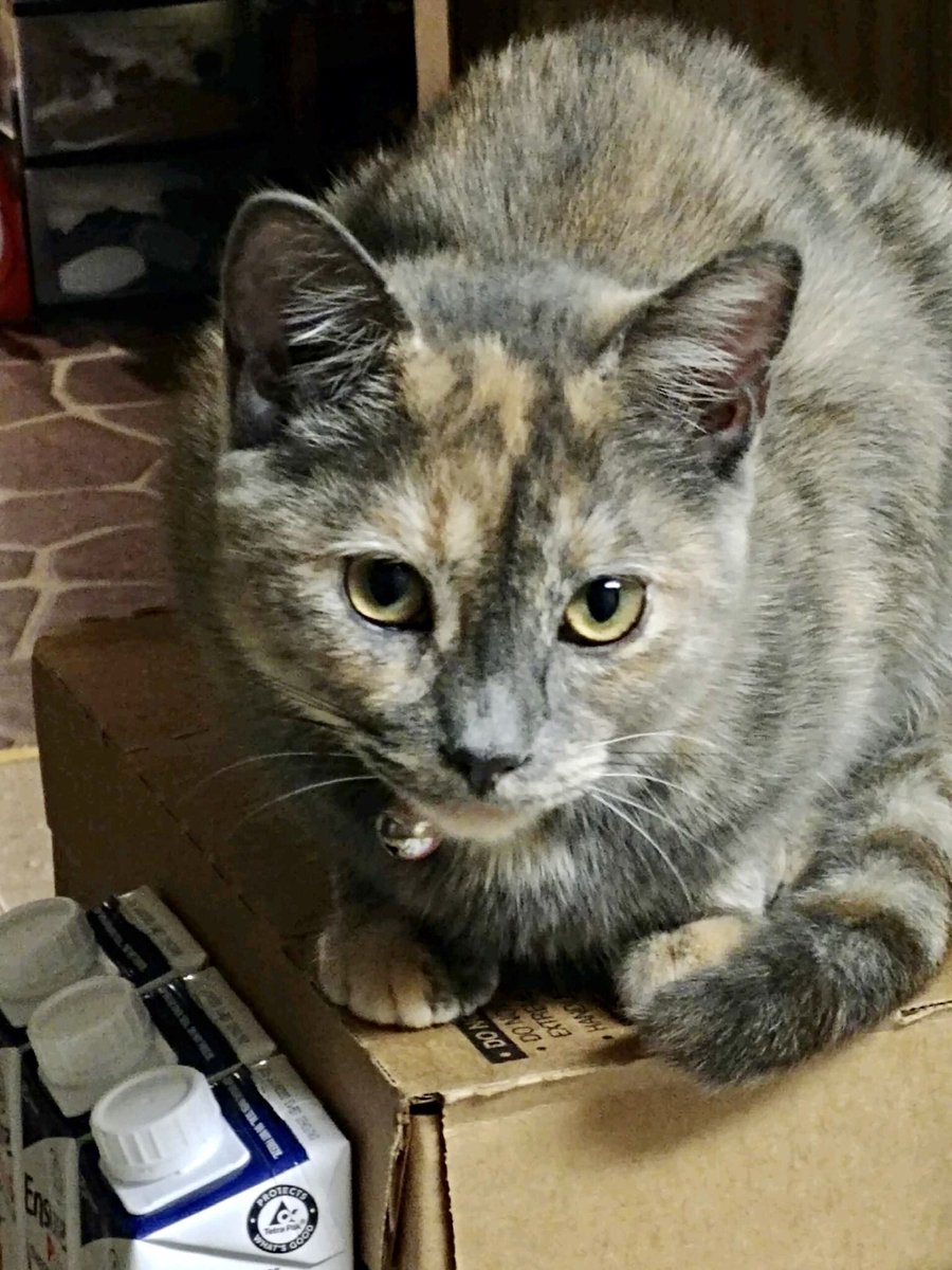 Greymantle's tweet photo. 🐯Our youngest girl Cali just turned 1 yr old. Last born of 4 newborns, just hours after #feral mom Nekko was rescued. She claimed me as “her human” as soon as she opened her eyes. Precocious, she was 1st to learn to climb out of the nest. Cuddly grey #DSH #tortie. #AdoptDontShop https://t.co/GyoaKfRjIi