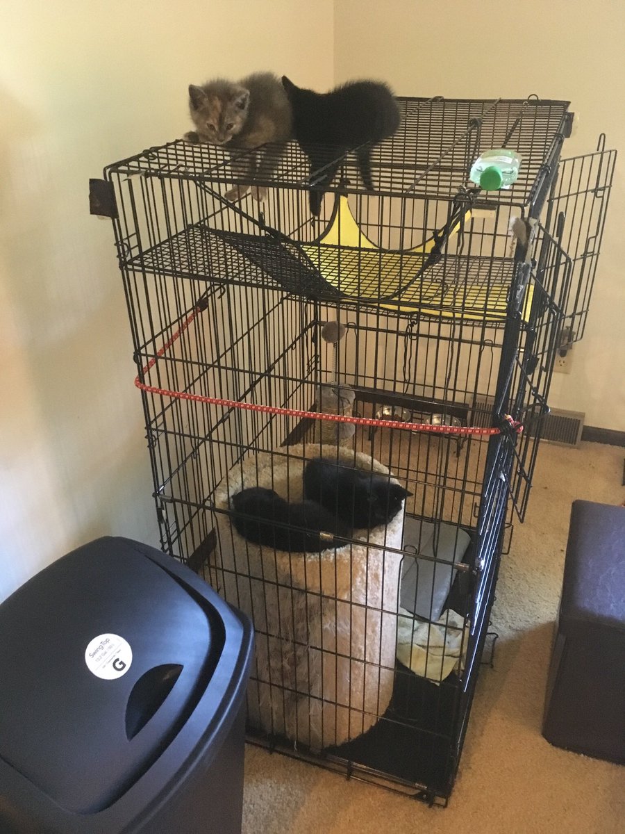 Greymantle's tweet photo. 🐯Our youngest girl Cali just turned 1 yr old. Last born of 4 newborns, just hours after #feral mom Nekko was rescued. She claimed me as “her human” as soon as she opened her eyes. Precocious, she was 1st to learn to climb out of the nest. Cuddly grey #DSH #tortie. #AdoptDontShop https://t.co/GyoaKfRjIi