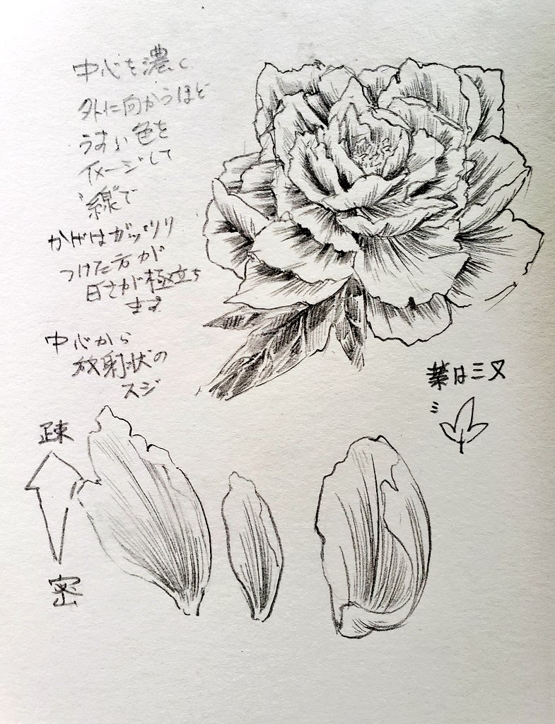 カロク アナログで牡丹描いてみたいよね わかるとも というわけで 牡丹の書き方ざっくりメイキングというかハウツーというか カロク アナログで牡丹描いてみたいよね わかるとも というわけで 牡丹の書き方ざっくりメイキングというかハウツーというか