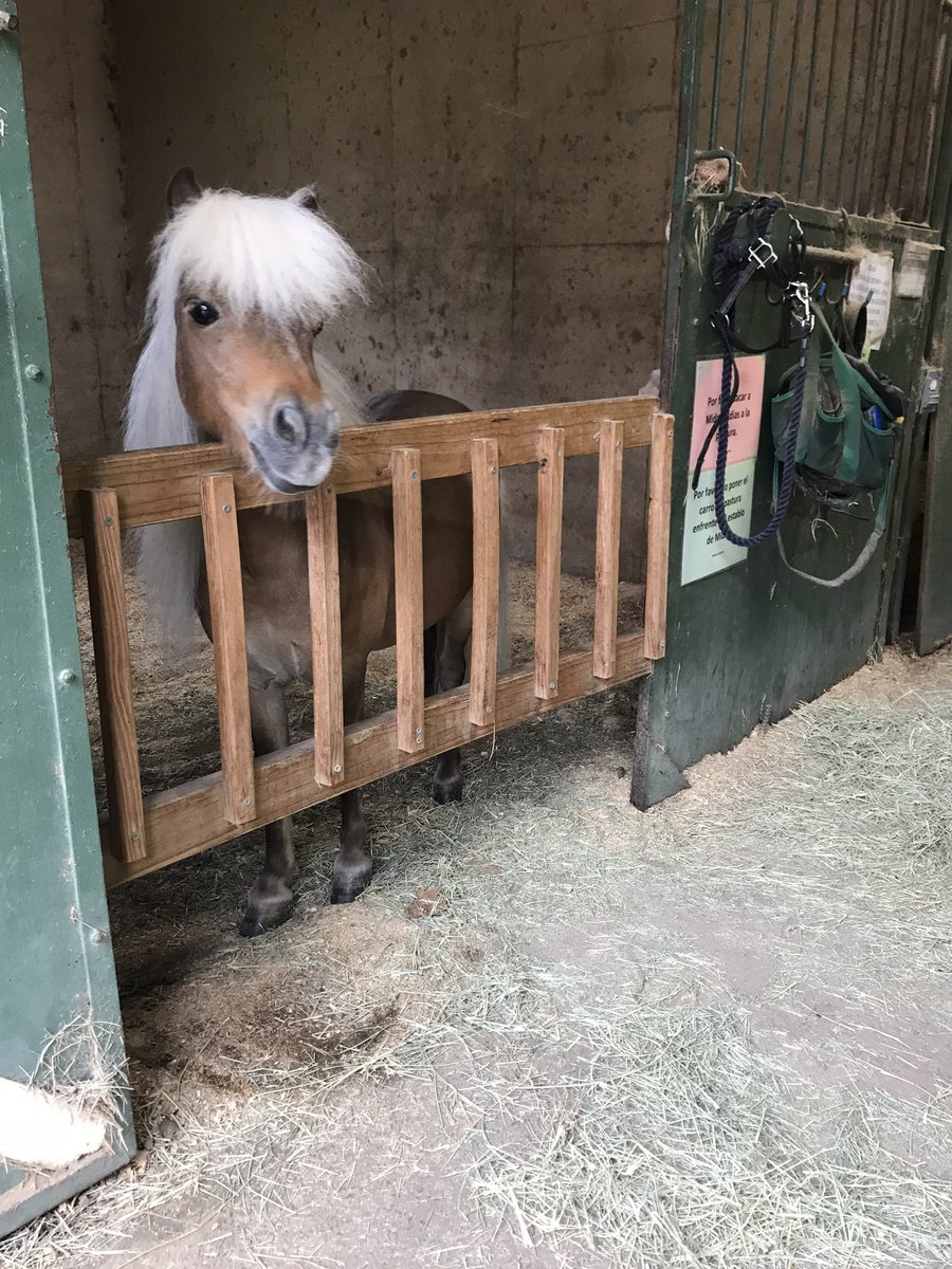 MrsAlwaysWright's tweet photo. My life in pictures day 3/7. No explanations. Nominated by @Gemma_obs I nominate @AggieEquestrian https://t.co/59EUX8bz8i
