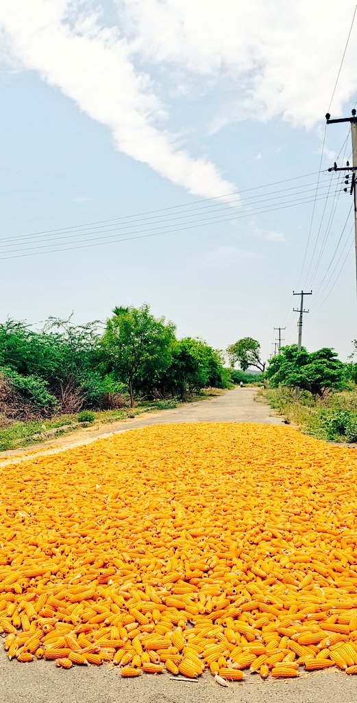 Morning Inspections Scenes🌤

Only in evolving cities with the #rural landscapes competing & complementing the #Urban ,one fumbles across such beauty!

#maize picked, spread on road for vehicles to move over & threshing kernel out of cob .
#Jugaad
#FrugalInnovation
#WowWarangal