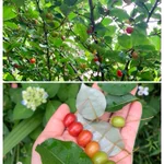 並べてみると凄く綺麗･･･!ちょっと懐かしい気分になる「グミの実」