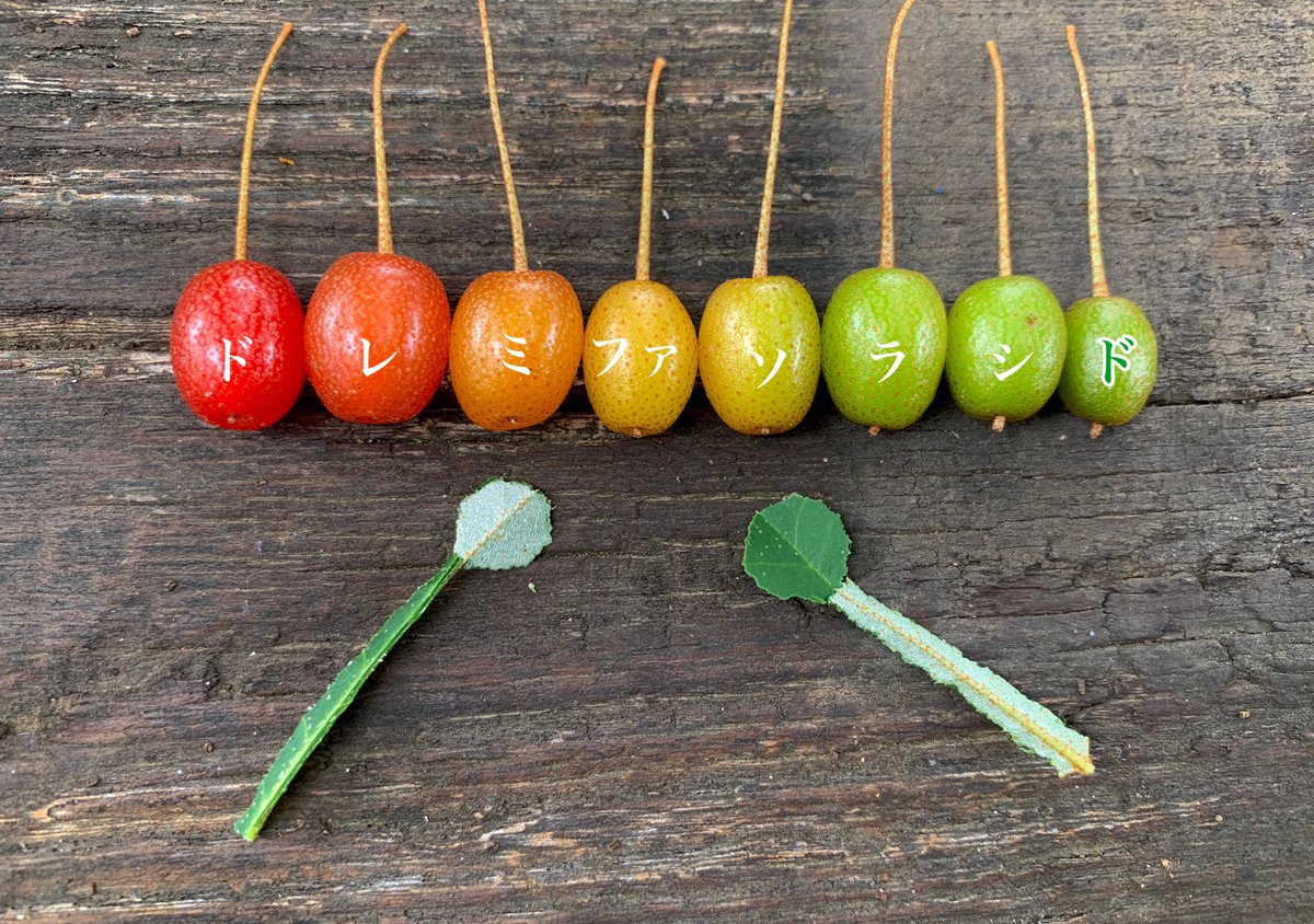 並べてみると凄く綺麗 ちょっと懐かしい気分になる グミの実 話題の画像プラス