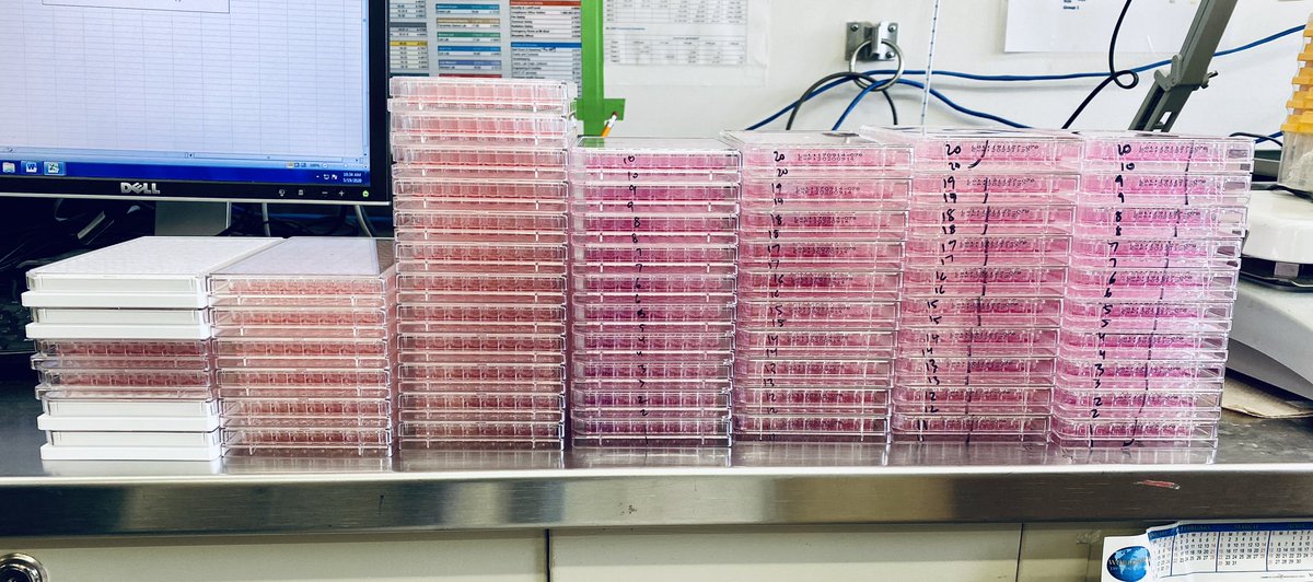 Shirin Strohmeier (@shirin_strohm) on Twitter photo Preparations for another microneutralization assay marathon in the BSL3 with <a href="/FatimaAmanat/">Fatima Amanat</a> Preparations for another microneutralization assay marathon in the BSL3 with <a href="/FatimaAmanat/">Fatima Amanat</a>