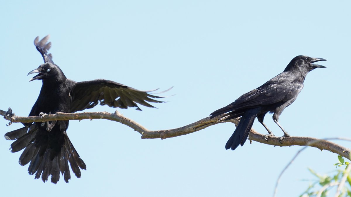 crows have two settings: making noise, and making noise with their wings outstretched