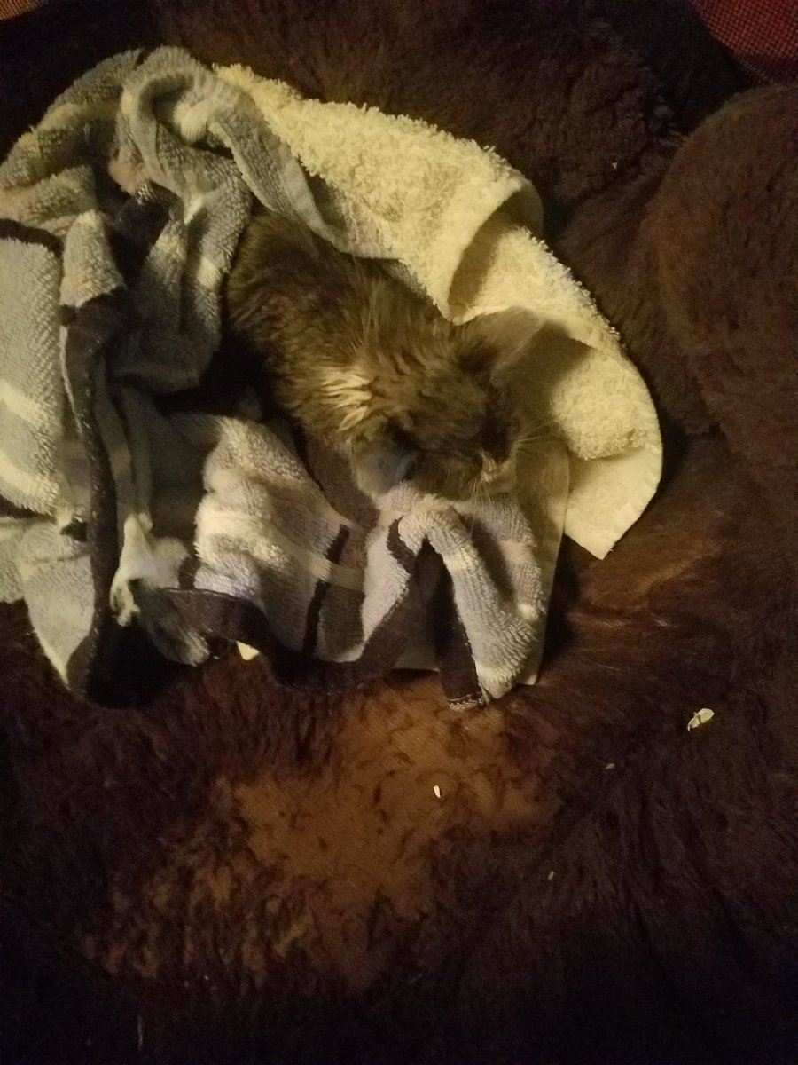 So my dad just came home with a kitten hiding under his truck. Apparently it hitched a ride while he was at a red light.