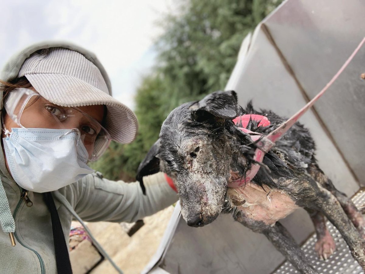 RefugiOceaniCAN's tweet photo. Hoy una señora me escribió en la pág d FB, en el post de los 2 bebés que acabo de rescatar, que mejor ayude a los niños de la calle, me criticó y juzgó duro 😞😞 y esto escribí después de eso.
¿Me ayudarían con un RT por favor???
Gracias!!💜🐾
📸: Soy yo: Areli y es de antier. https://t.co/BeGvn0K0du