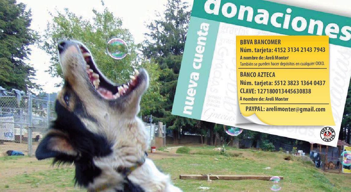 RefugiOceaniCAN's tweet photo. Hoy una señora me escribió en la pág d FB, en el post de los 2 bebés que acabo de rescatar, que mejor ayude a los niños de la calle, me criticó y juzgó duro 😞😞 y esto escribí después de eso.
¿Me ayudarían con un RT por favor???
Gracias!!💜🐾
📸: Soy yo: Areli y es de antier. https://t.co/BeGvn0K0du