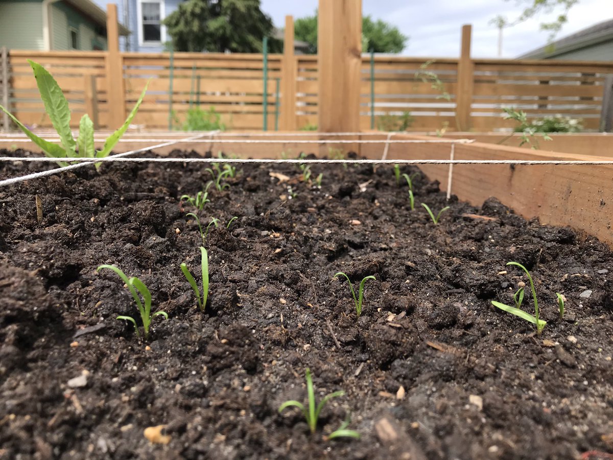 mtrushkowsky's tweet photo. #HowMany: Garden Edition (with peas, beans, spinach, and squash). #MathWithMeMN https://t.co/1qAUbWNvqp