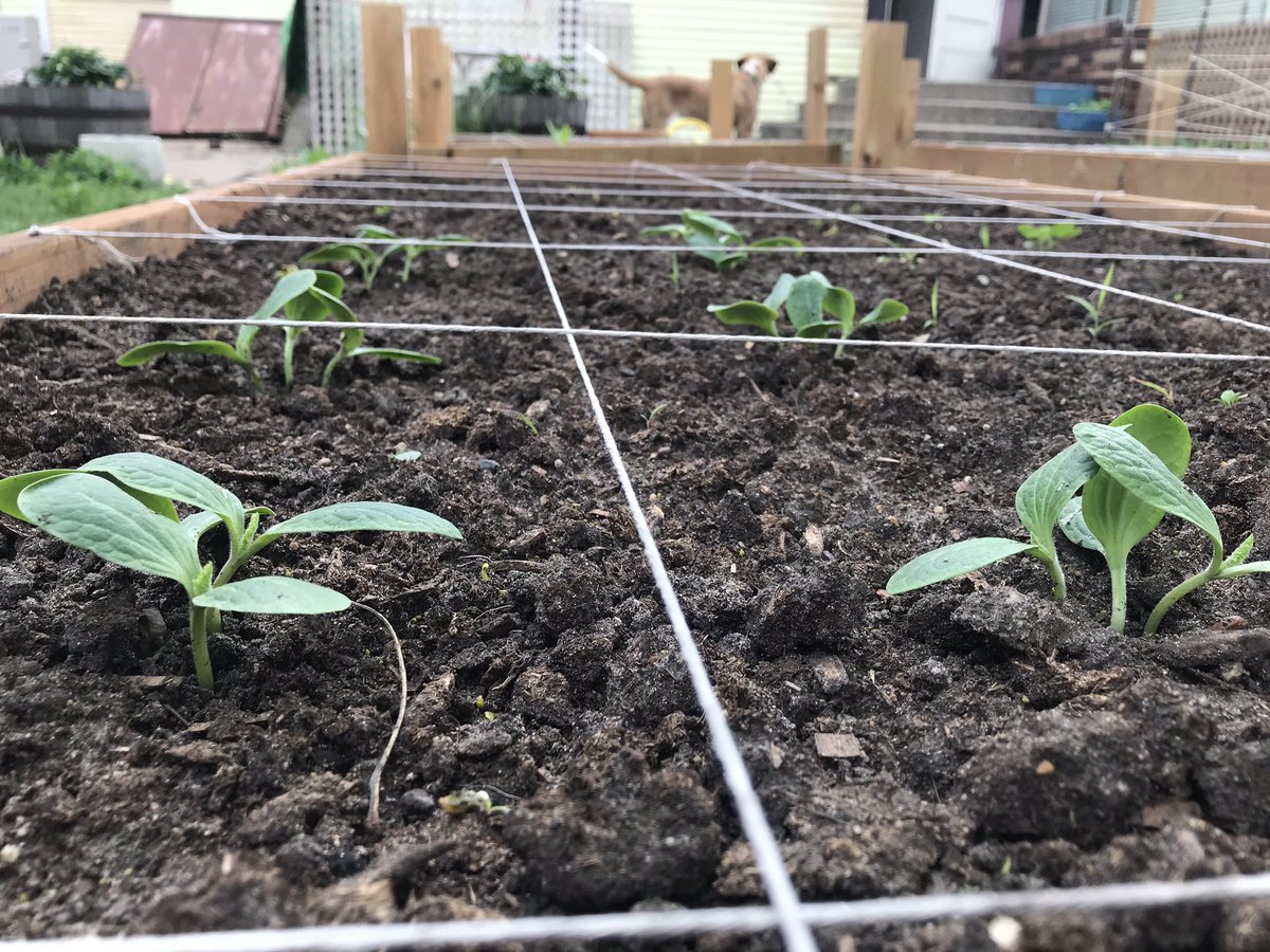 mtrushkowsky's tweet photo. #HowMany: Garden Edition (with peas, beans, spinach, and squash). #MathWithMeMN https://t.co/1qAUbWNvqp