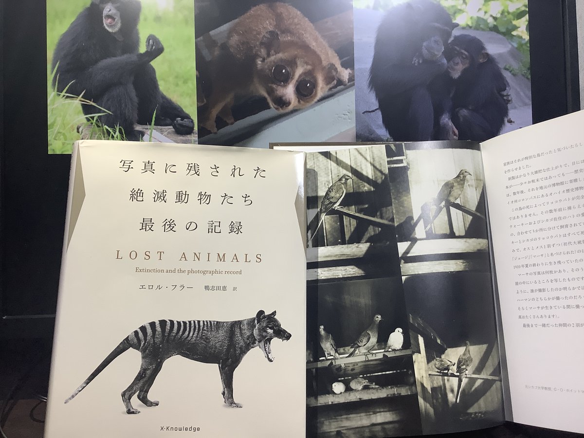 日本モンキーセンター 公式 בטוויטר おすすめ本 写真に残された絶滅動物たち最後の記録 この本の中の写真の動物には二度と会えません いま存在している種が同じ道をたどらないよう 生息地の内と外でさまざまな立場の人々が取り組んでいます T T 日本モンキーセンター 公式 בטוויטר おすすめ本 写真に残された絶滅動物たち最後の記録 この本の中の写真の動物には二度と会えません いま存在している種が同じ道をたどらないよう 生息地の内と外でさまざまな立場の人々が取り組んでいます T T