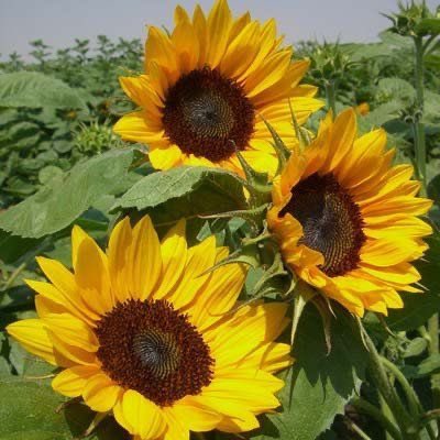 a thread of the cutest sunflowers: