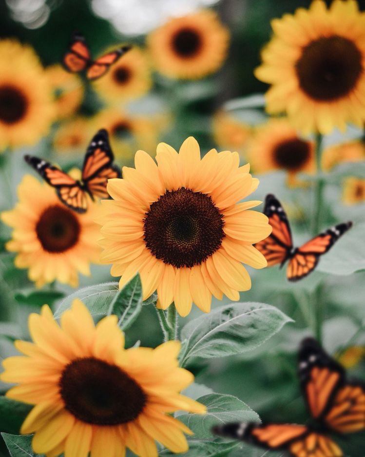 a thread of the cutest sunflowers: