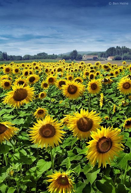 a thread of the cutest sunflowers: