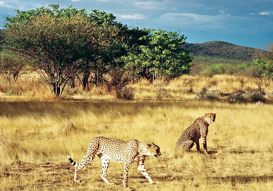 Национальные парки и заповедники африки. Африка Масаи Мара. Масаи Мара национальный парк Африки. Заповедник Масаи Мара в Африке. Масаи-Мара, Кения фауна.