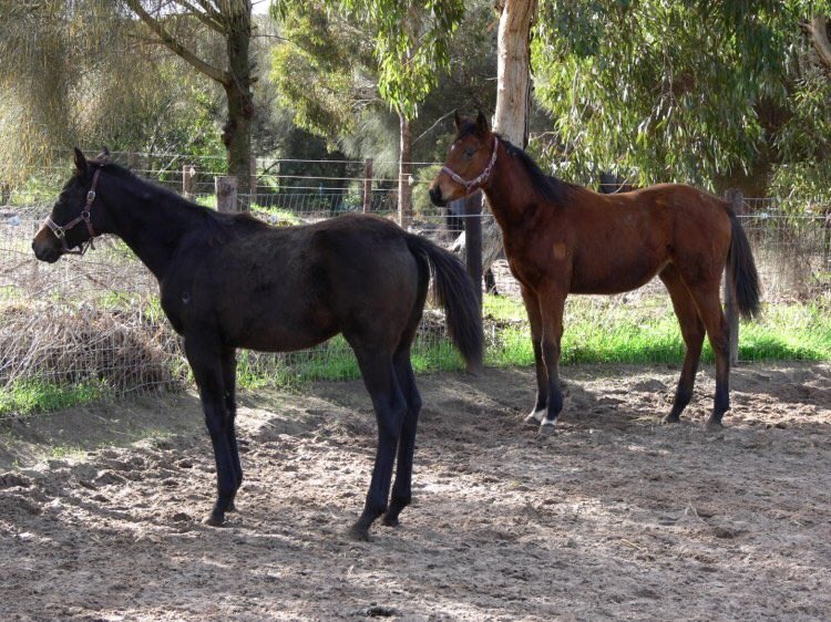 Empress_Park's tweet photo. Welcome to Empress Park these weanling fillies by @ParkRosden sire #Dedline @SAbreeders #SAbred https://t.co/XdfPrKkwQo