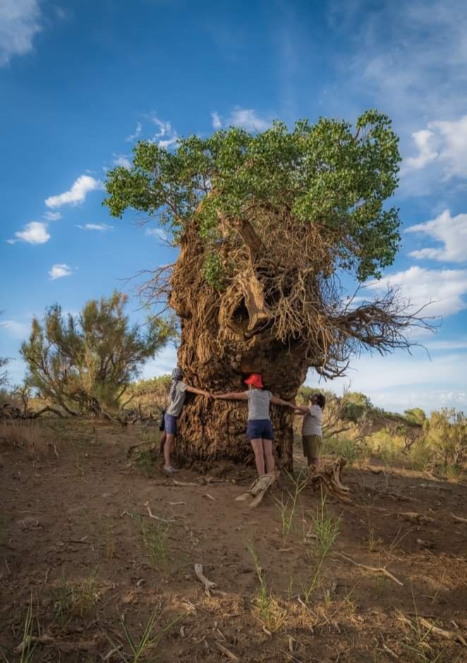 Монголын хамгийн бүдүүн Хаан ТООРОЙ гэх энэ мод нь Баянхонгор аймгийн Шинэжинст сумын төвөөс урд зүгт 170 км зайд Говийн их дархан цаазат газарт байрладаг. Өргөнөөрөө 7 м орчим тус модыг нас биед хүрсэн таван хүн гараа алдлаад зогсоход арайхийн хүрдэг.