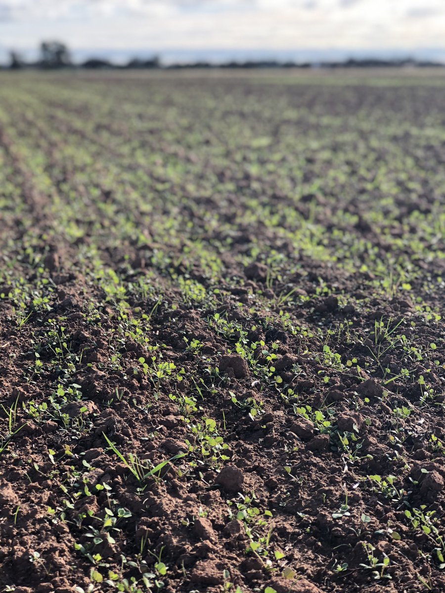 Lucerne strikes on this property are great! One very happy client. Looking forward to seeing this paddock as it progresses further #mgtrading #cobramvic