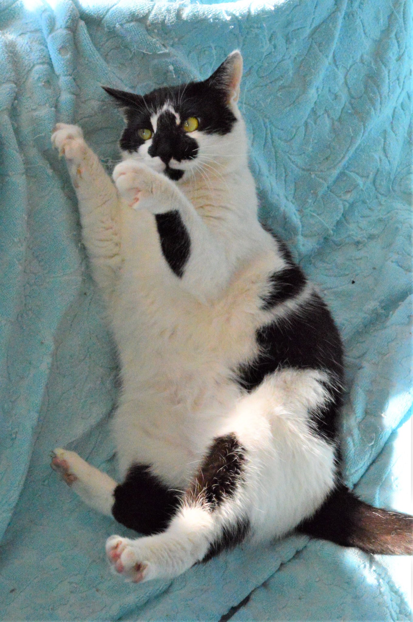 泊まれる猫カフェ クラシコ 元 猫カフェブラン 甘え上手 シャンシャン 里親募集中 猫 保護猫 オス 白黒 7歳 猫カフェブラン 横浜市 保護猫カフェ ちばわん 泊まれる猫カフェ クラシコ 元 猫カフェブラン 甘え上手 シャンシャン 里親募集中 猫 保護猫 オス 白黒 7歳 猫カフェブラン 横浜市 保護猫カフェ ちばわん