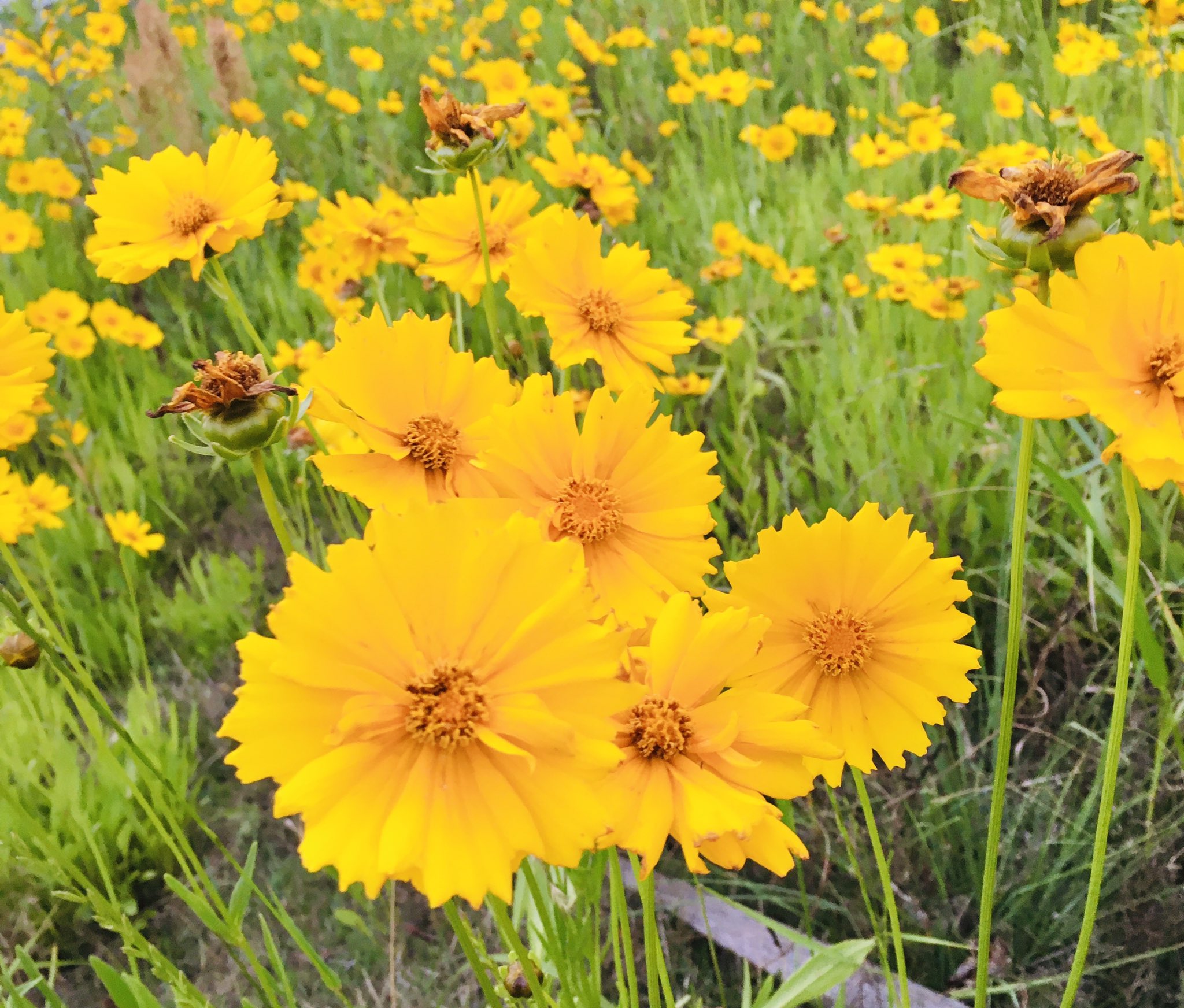池ポチャ野郎 道端や空き地にびっしり オオキンケイギク 大金鶏菊 特定外来種 花 フラワー 黄色い花 繁殖力が強く在来種に悪影響 道端や空き地に びっしり咲いてます T Co Bsi86h2gbj Twitter