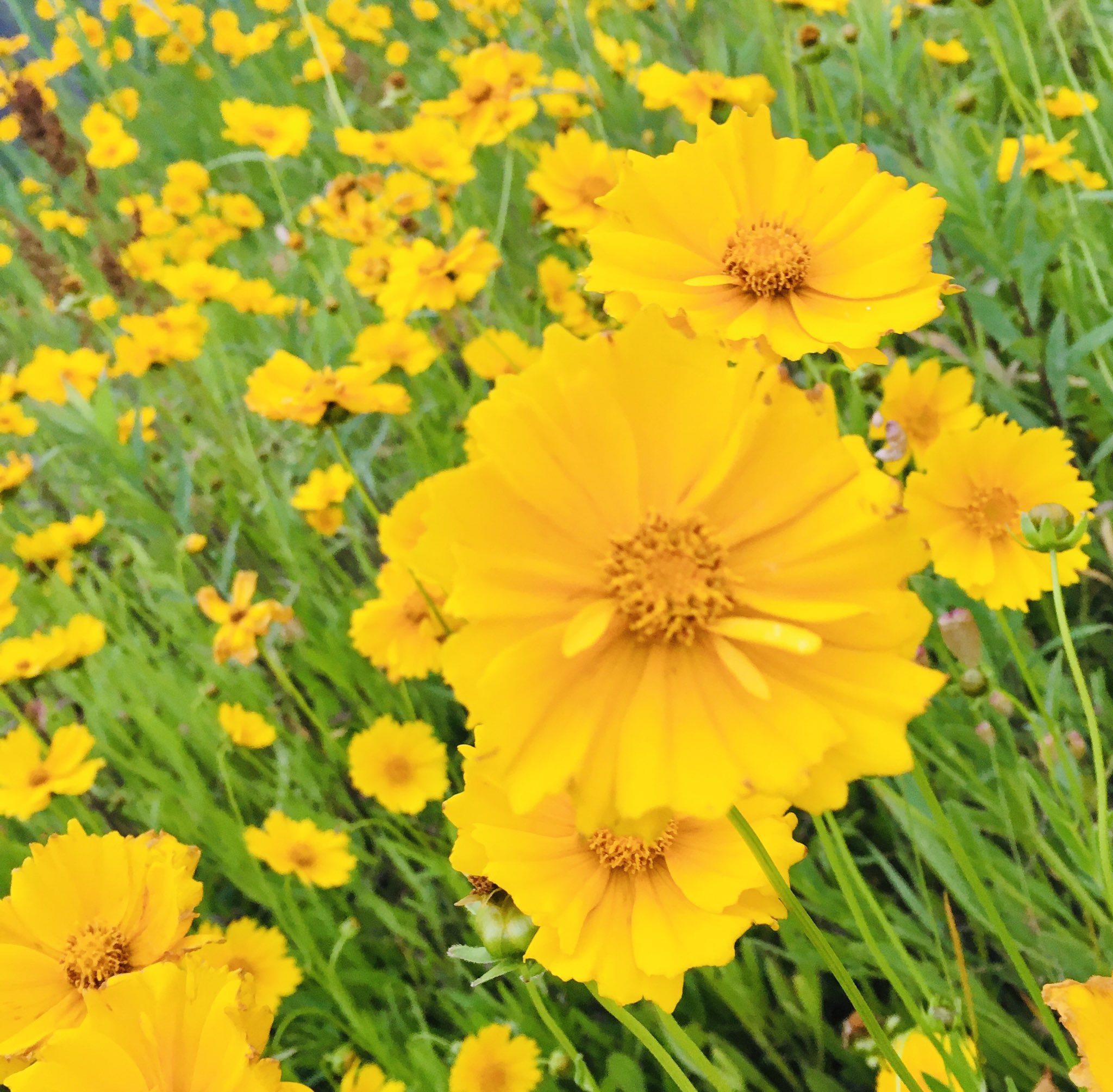 池ポチャ野郎 道端や空き地にびっしり オオキンケイギク 大金鶏菊 特定外来種 花 フラワー 黄色い花 繁殖力が強く在来種に悪影響 道端や空き地に びっしり咲いてます T Co Bsi86h2gbj Twitter